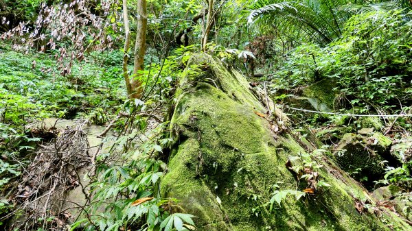 雙溪三柑Ｏ走2839880