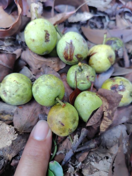 唐麻丹山 蝴蝶谷2918802