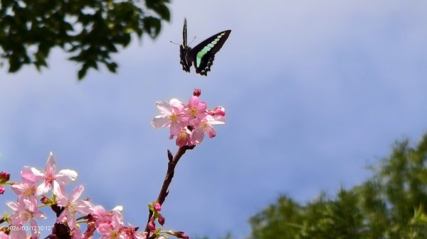 #緣道觀音廟 #北海福座 #萬代福 #黃花風鈴木 #錫葉藤 #青帶鳳蝶 #昭和櫻 #吉野櫻 3/123014066