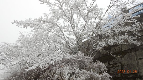 霧茫茫雪白冰封世界-太平山首度追霧淞成功202301282009601