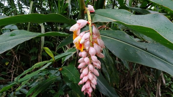 汐止八連路1716765