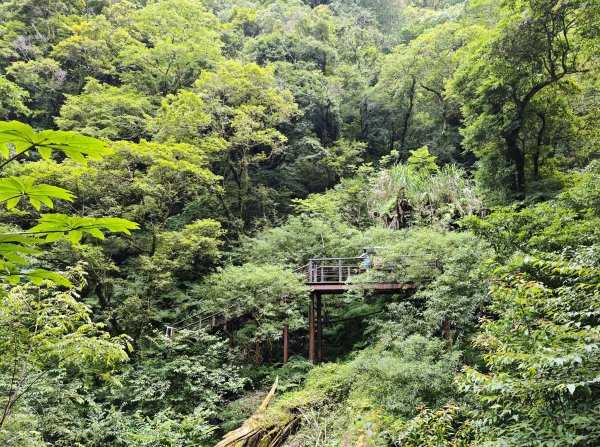 2025_0713 拉拉山神木群步道2837378