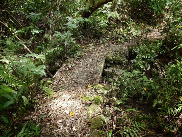 [淡蘭古道] 2026_0524 南路第四段_四堵古道(下)-四堵苗圃步道3070026