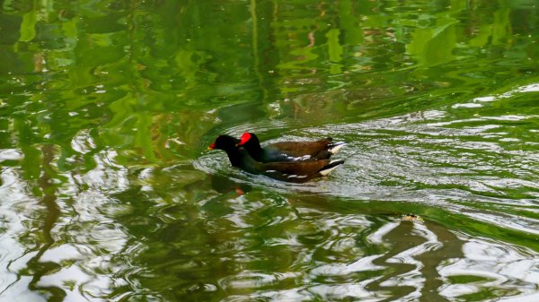 大安公園,台大校園3012117