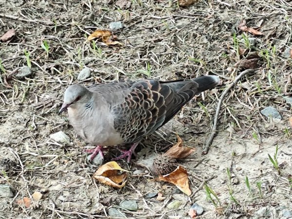 《大安森林公園》【走路趣尋寶】【臺北健走趣】2567446