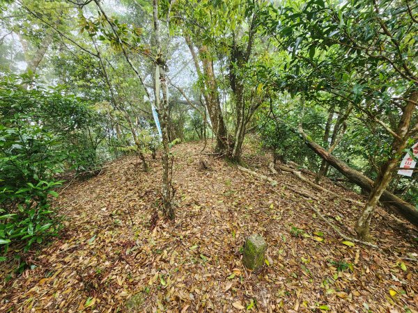 20250329東坑山八角崠山打鹿坑山2798890