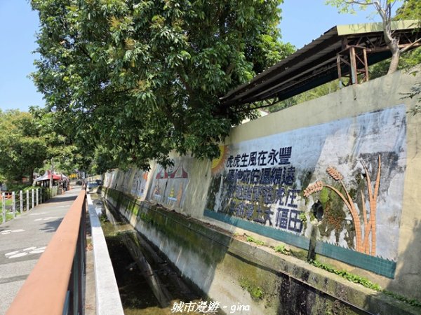 【台中外埔】外埔水流東桐花步道3046224
