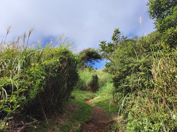 [百山百鳥尋旅-11/15] 2025_0927 大屯主峰-連峰步道_大屯山南峰2899361