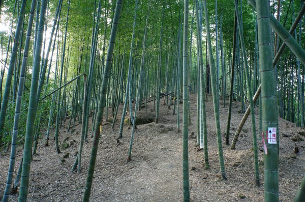南投 鹿谷 龍鳳山、龍鳳峽山、三叉崙山、水桶寮山、內樹皮山、羊頭崙山、志騰山、竹崙山、溪頭山2962256