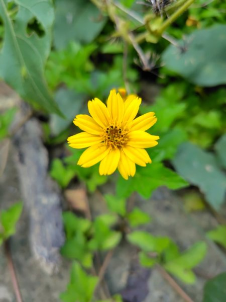 唐子恩山 廢棄油礦2919011