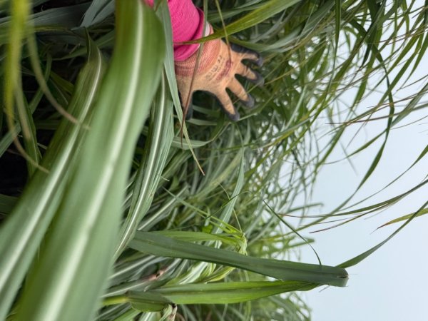 頭城火車站-頭圍山-礁水坑山南峰-礁水坑山-鶯子嶺2867061