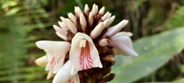 2025/06/15_盡尾山步道2812726