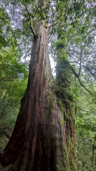 鎮西堡巨木步道群 (B區)2861169