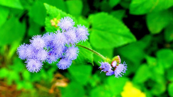 華山小天梯,情人橋2948594