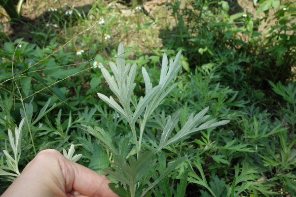 【新聞】端午將至 銀膠菊、艾草別傻傻分不清