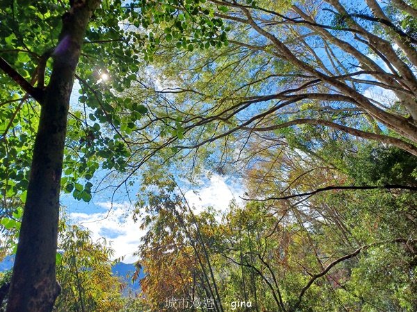 【苗栗泰安】中級山的大霸尖山。 虎山步道2779605