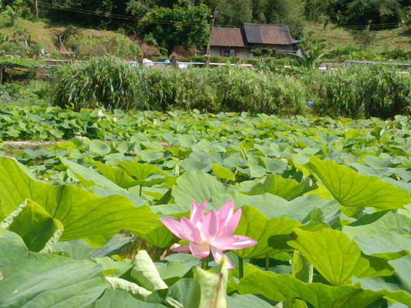 雙溪區彎穹夏日荷影2806539