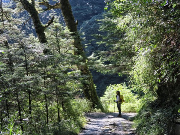 合歡溪步道慢遊 福壽山農場賞秋櫻1462152