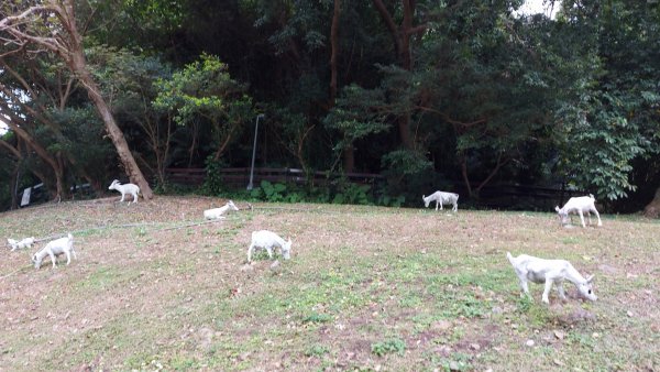 芝山岩步道 惠濟宮  石頭公廟 妙侊寺2087752