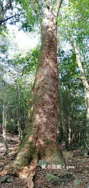 【台中。和平】漫步林間芬多精。 谷關七雄老三~屋我尾山