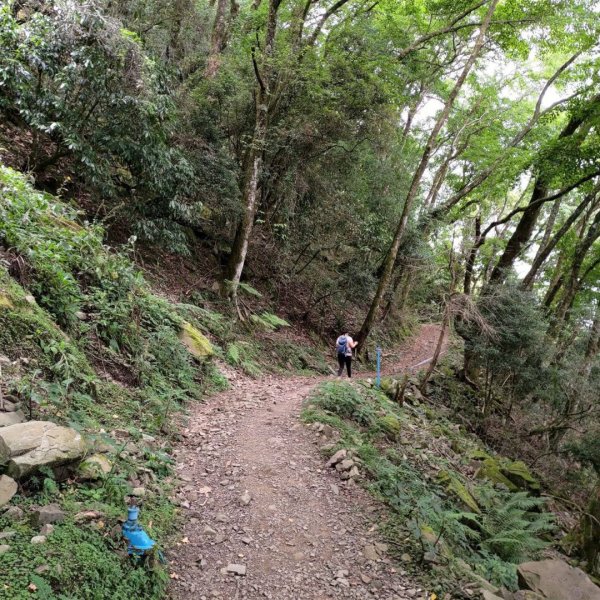 石山引水道 鹿林神木1808956