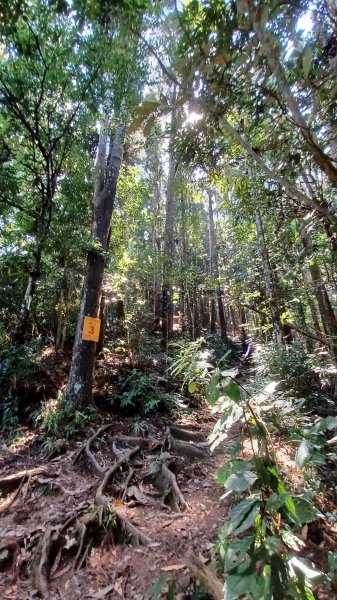 【苗栗南庄】向天湖山光天高山小O繞2933153