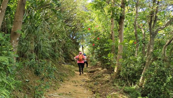 (姨婆趴趴走)第十三集:桃園龜山福源山步道、大棟山縱走2191704