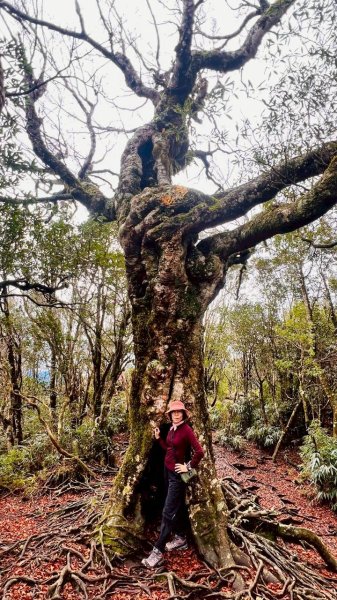 🌈12/28（日）北得拉曼神木+內鳥嘴山✨FB：熊熊趴爬走🌈2971287