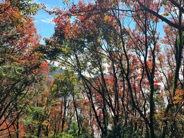 鳶嘴稍來山之楓紅／雲海2974075