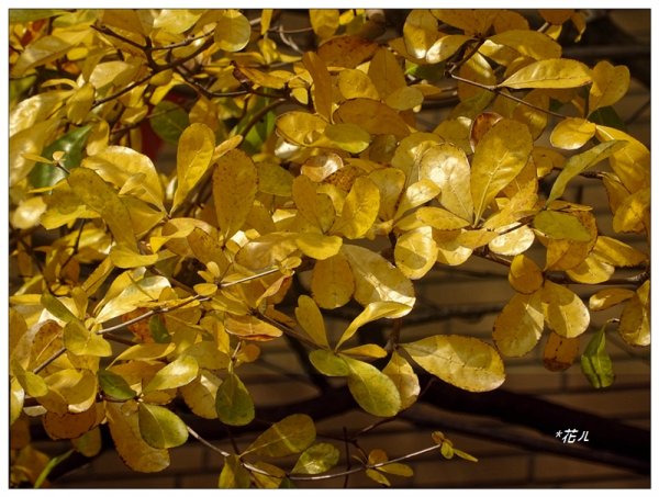 小葉欖仁/黃金雨1634910