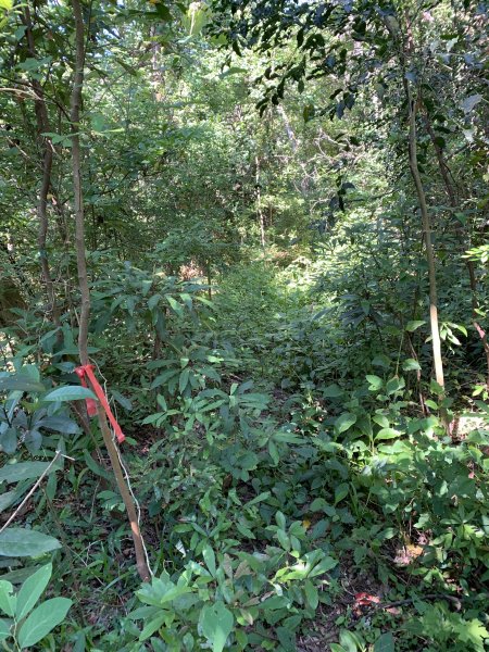 20240706屏東三地山西南峰2546723