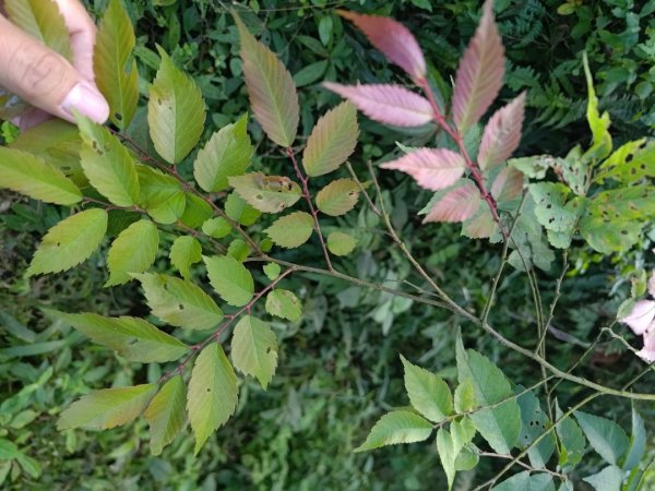 植物照片雞籠山九龍山大凍山2395718