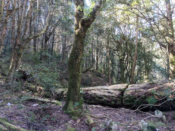 大雪山森林遊樂區之稍來山與木馬道286629