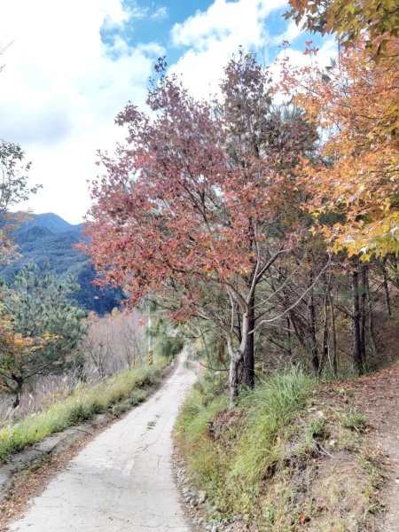 中級山-司馬庫斯2888985