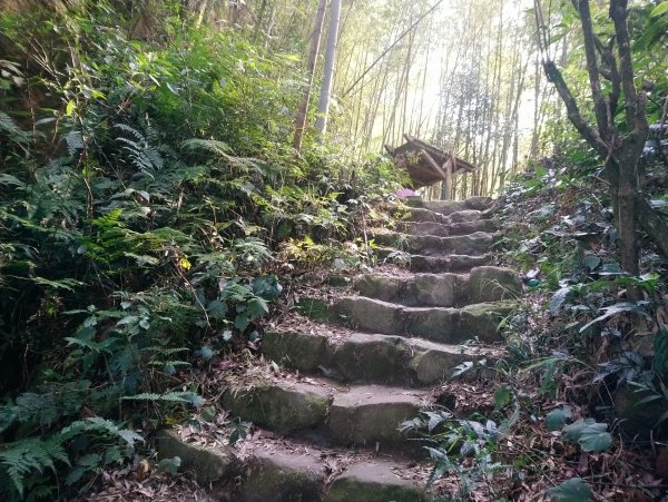 溪頭 南鳳凰山 天文台 神木O型 869826