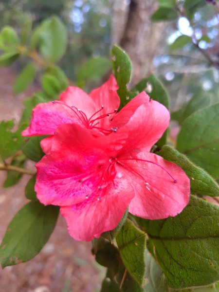 守關山南峰 守關山 守城大山2919119