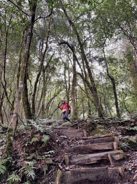 鎮西堡巨木步道B區全段+A區部分3008520