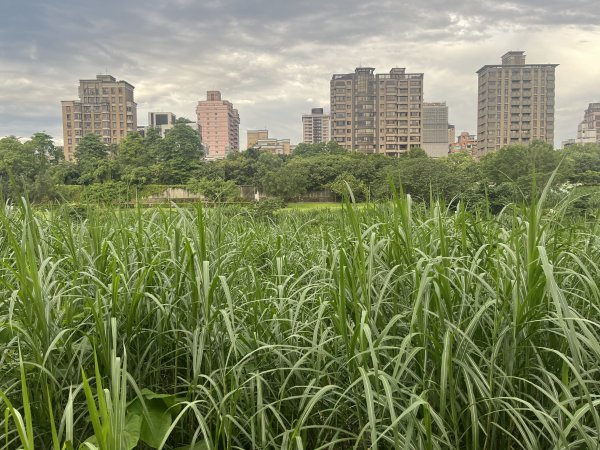 [2025臺北健走趣-01/49] 2025_0617_景美河濱公園2814550