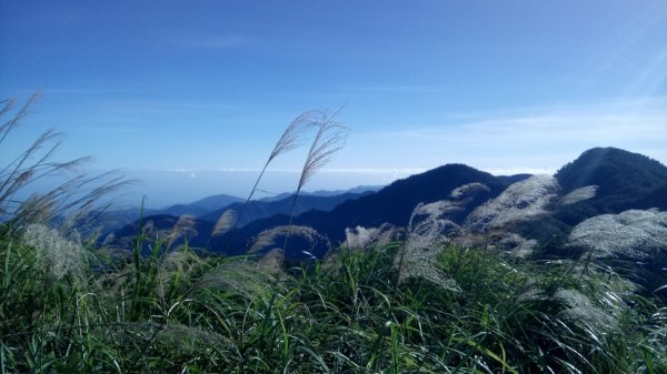 太平山山毛櫸步道→銅山445959