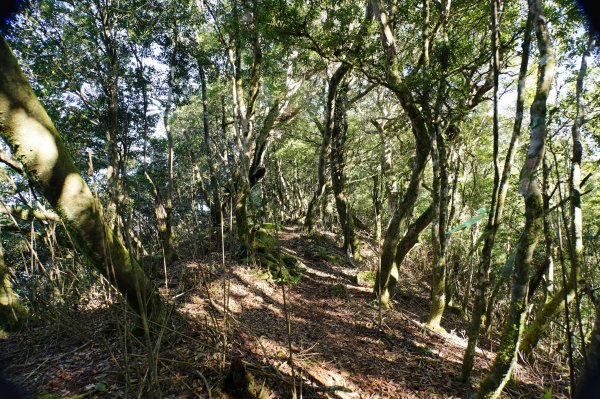 新竹 尖石 東穗山、島田山2939423