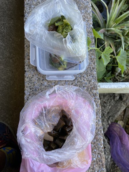 2025微笑山線大縱走尋寶集章任務-Ep.02【大棟山系】百年大榕樹2884767