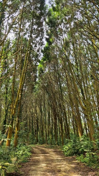 20260308內灣三山(內灣山-麥樹仁山南峰-麥樹仁山-舊砲台山-加那排山-白石湖山)3013427