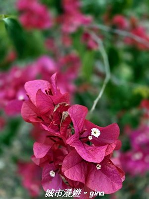 【台中太平】小百岳三汀山3027107