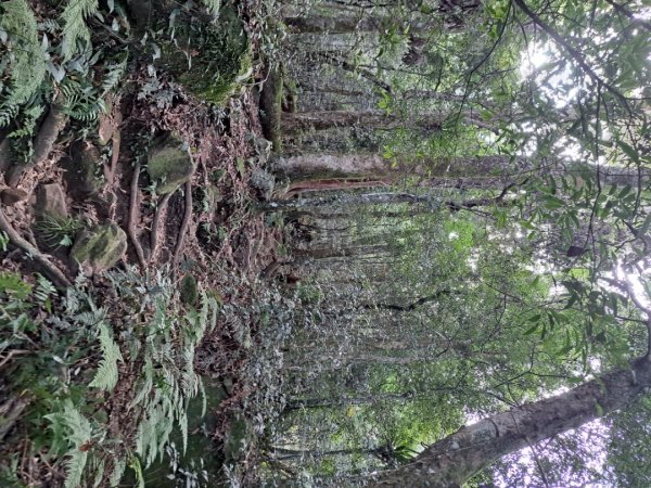 新竹十八尖山，飛鳳山，觀日坪，五指山，鵝公髻山步道3132045