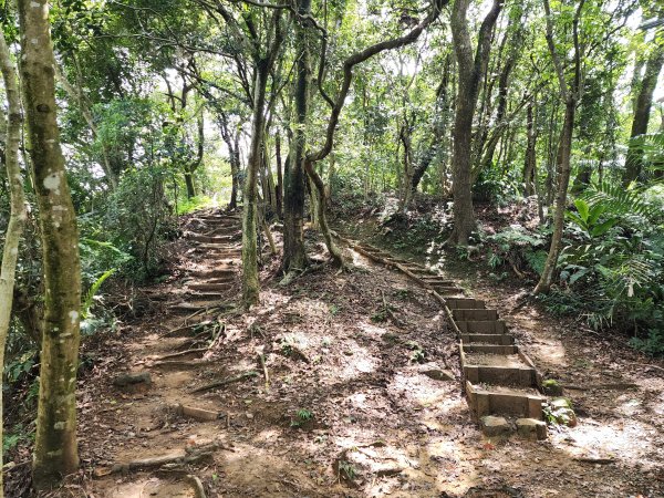 小百岳No.15⛰大棟山(龜崙山)2849782