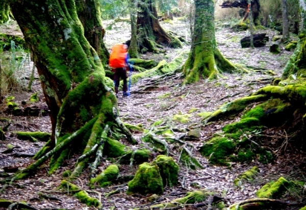 ◎ 水漾森林- 苦路篇 (鹿屈山前峰 vs 鹿屈山)85211