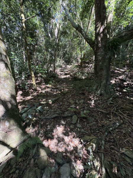20251116鳴海山、網子山登山步道2938347
