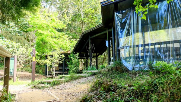 《蝶戀花。錫葉藤盛放》2735278