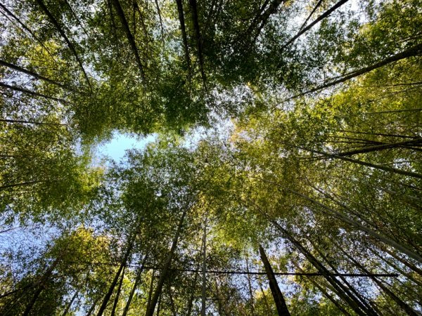 2021.03.14 「水社大山 」1307265