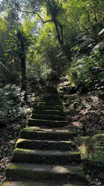 孝子山、普陀山、慈母峰賞鹿子野百合O走2592926